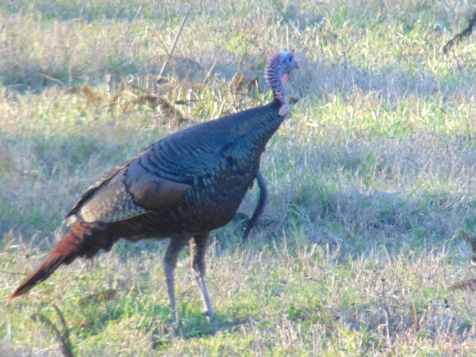 Background on Thanksgiving's most popular dish: Turkey
